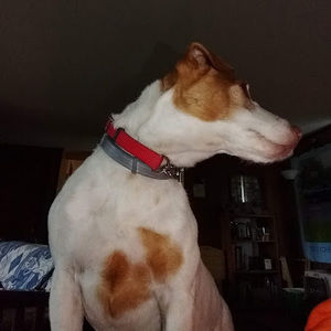 Meet your Posher, Tom